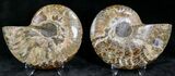 Polished Ammonite Pair - Million Years #22259-1